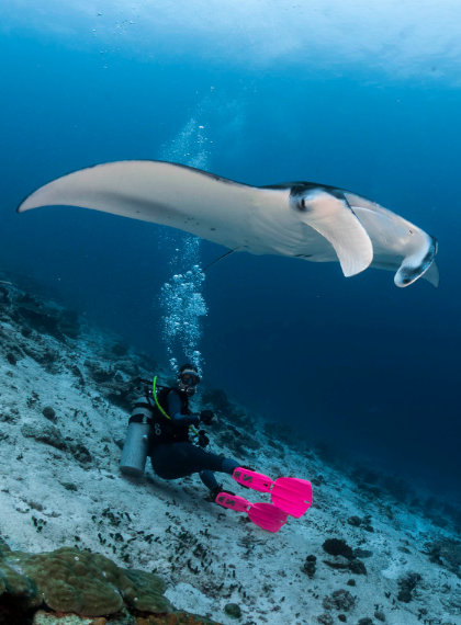 Home DE Tauchen auf den Malediven