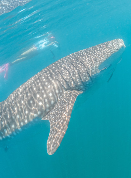 Home DE Walhai Baja California