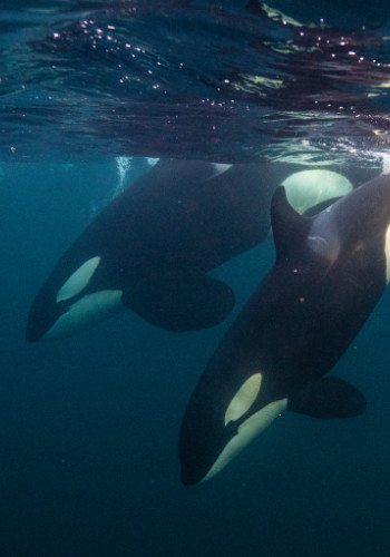 Orcas