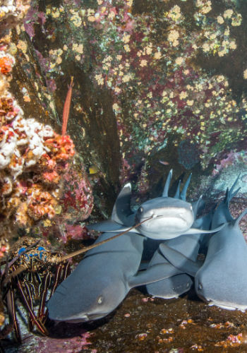 Haie Cocos Island