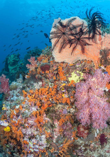 Korallen in Indonesien