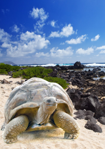 Riesenschildkröte