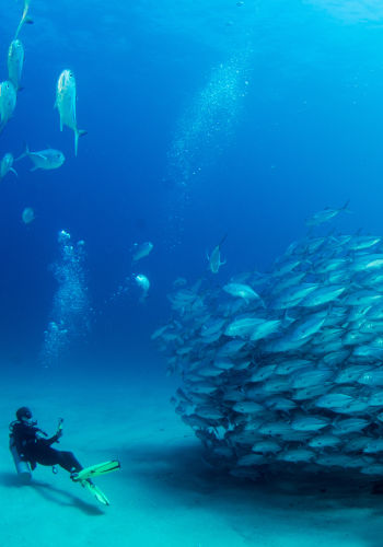 Taucher mit Schwarmfischen Cocos Island