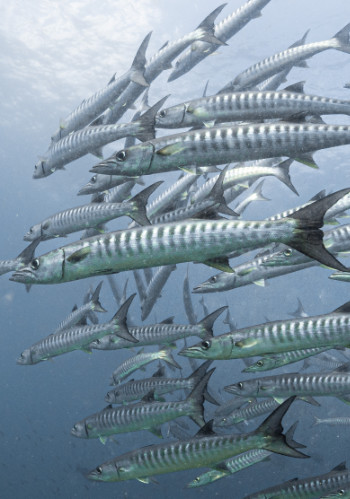 Baracudas auf Galapagos