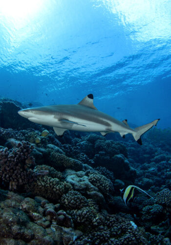 Blacktip Shark
