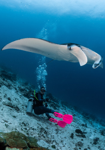 manta mit taucher