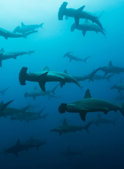 Home EN Cocos Island