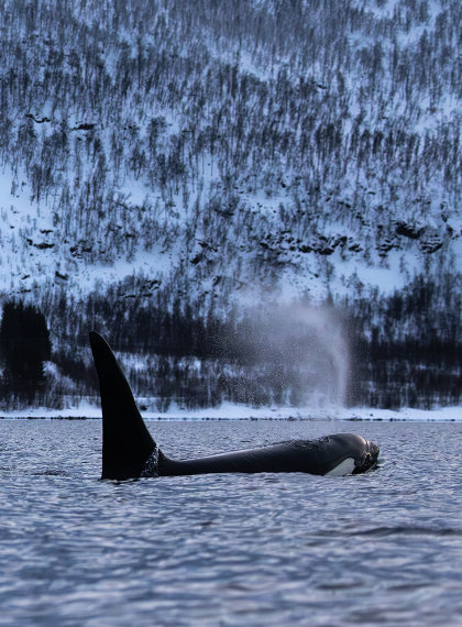 Home EN Orcas Norway