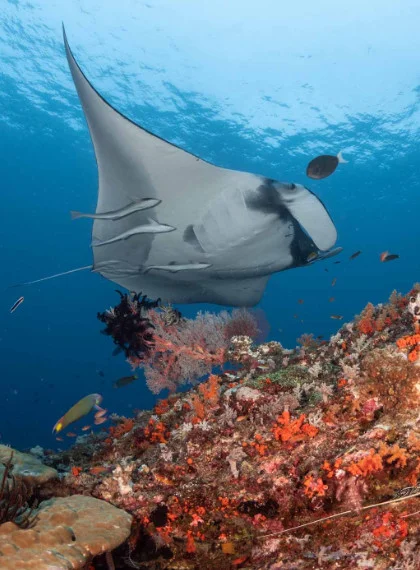 Home DE Rochen Indonesien