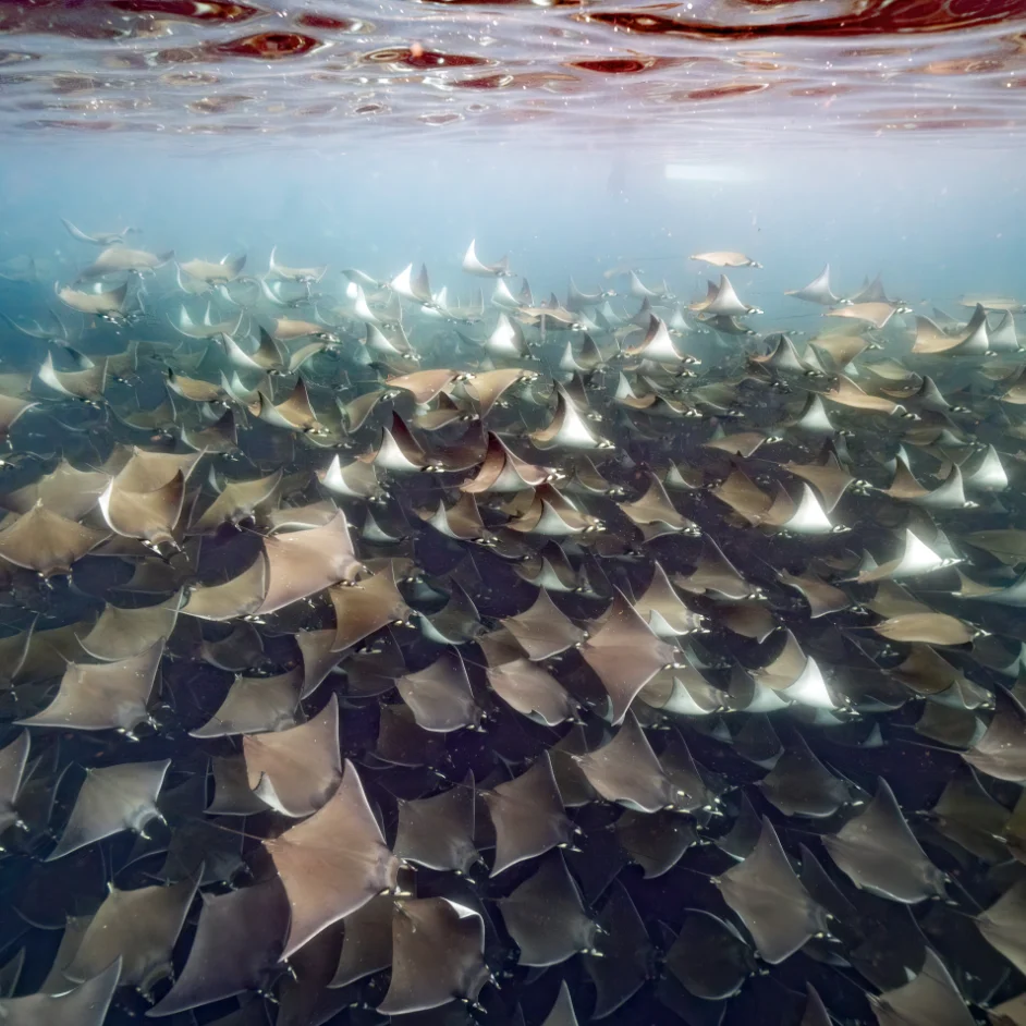 Mobula Ray Migration Ocean Safari 2026 in Baja California Sur