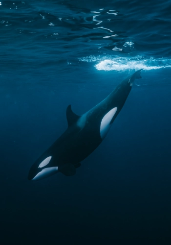 Orca