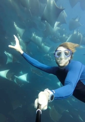 mobula ray migration with diver