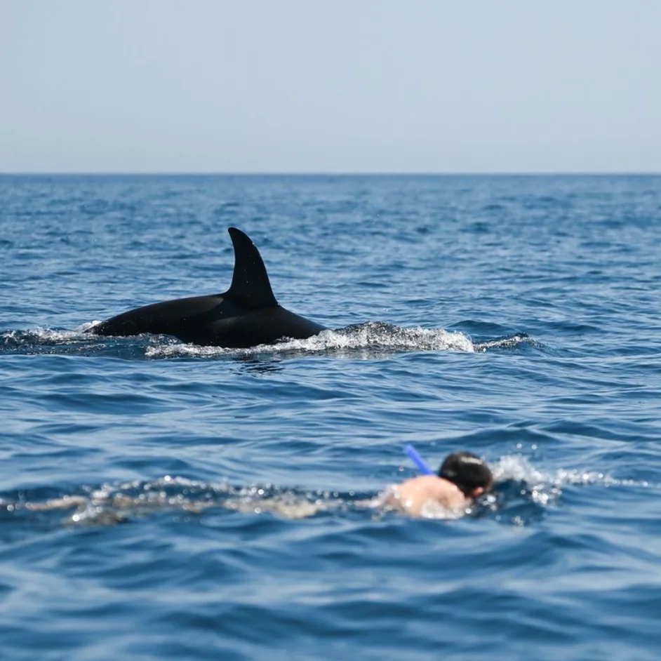 Stories & Guides Diving Socorro: snorkeling with an orca