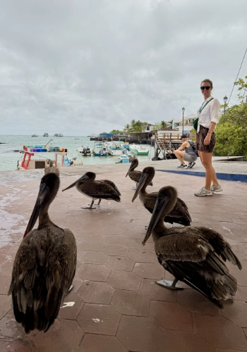 Pelicans on pier