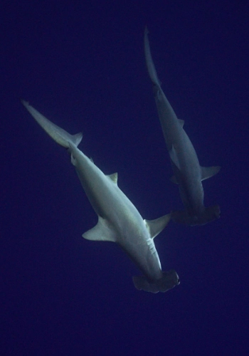 hammerhead sharks